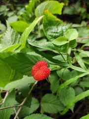 Rubus hirsutus