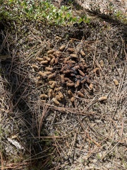 Tetrao urogallus