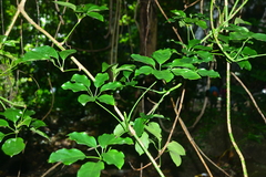 Heptapleurum ellipticum