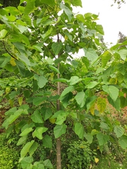Vernicia fordii