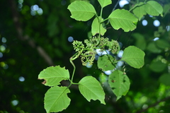 Tetrastigma lanyuense