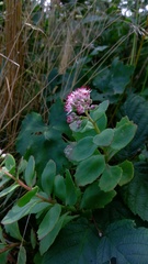 Hylotelephium telephioides