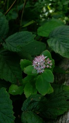 Hylotelephium telephioides