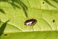 Ectobius sylvestris