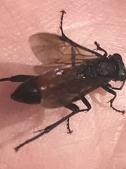 Macrophya annulata