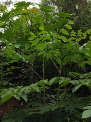 Aralia chinensis