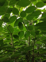 Aralia chinensis