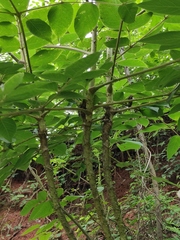 Aralia chinensis