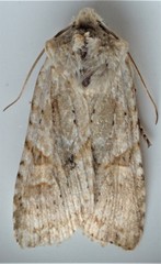 Lithophane bethunei