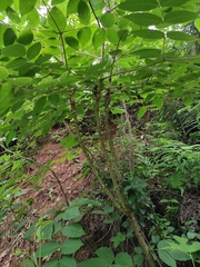 Aralia chinensis