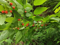 Broussonetia monoica