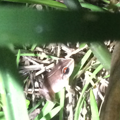 Eleutherodactylus antillensis