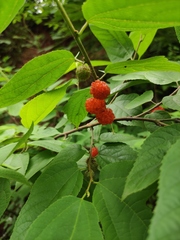 Broussonetia monoica