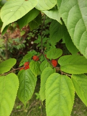 Broussonetia monoica