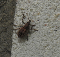 Sciaphobus squalidus