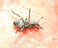 Sciaphobus squalidus