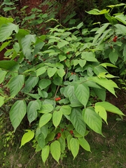 Broussonetia monoica