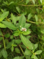 Alternanthera philoxeroides