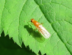 Psila fimetaria