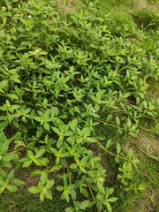 Alternanthera philoxeroides