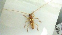 Eburodacrys sexmaculata