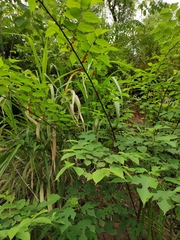 Broussonetia monoica