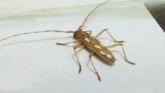Eburodacrys sexmaculata