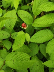 Rubus hirsutus