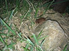 Eleutherodactylus antillensis