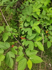 Broussonetia monoica