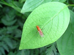 Psila fimetaria