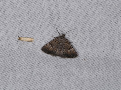 Dichromodes semicanescens