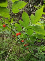 Broussonetia monoica