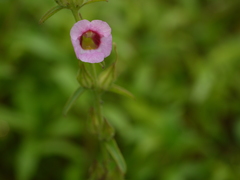 Centranthera indica