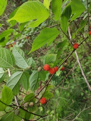 Broussonetia monoica