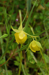 Calochortus pulchellus