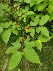 Broussonetia monoica