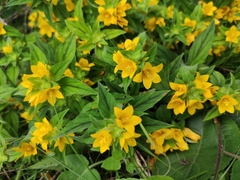 Lysimachia tashiroi