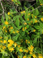 Lysimachia tashiroi
