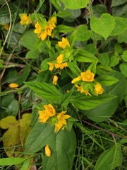 Lysimachia tashiroi