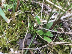 Primula mistassinica