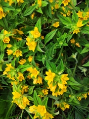 Lysimachia tashiroi