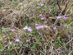 Primula mistassinica