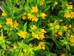 Lysimachia tashiroi