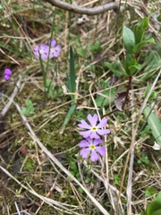 Primula mistassinica