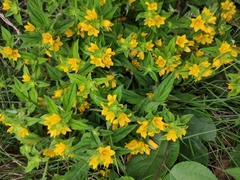 Lysimachia tashiroi
