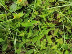 Lysimachia tashiroi