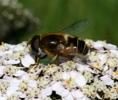 Eristalis rupium