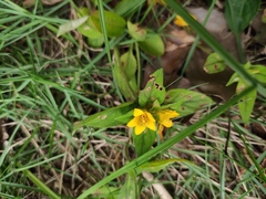 Lysimachia tashiroi