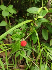 Rubus hirsutus
